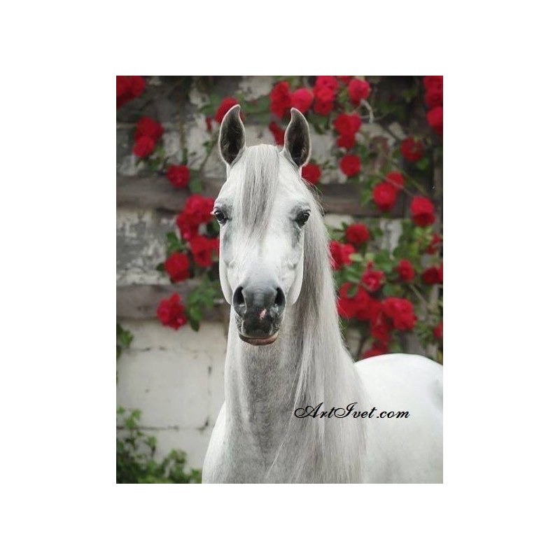 Картина по номера - Белия кон и червените цветя