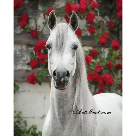
     Картина по номера - Белия кон и червените цветя