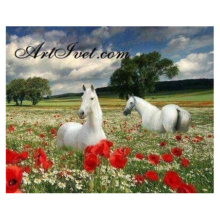 
     Картина по номера - Бели коне сред маковете