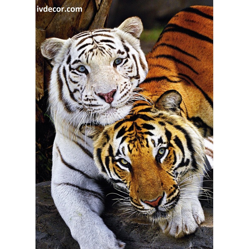 Рисуване по номера - Двойка тигри